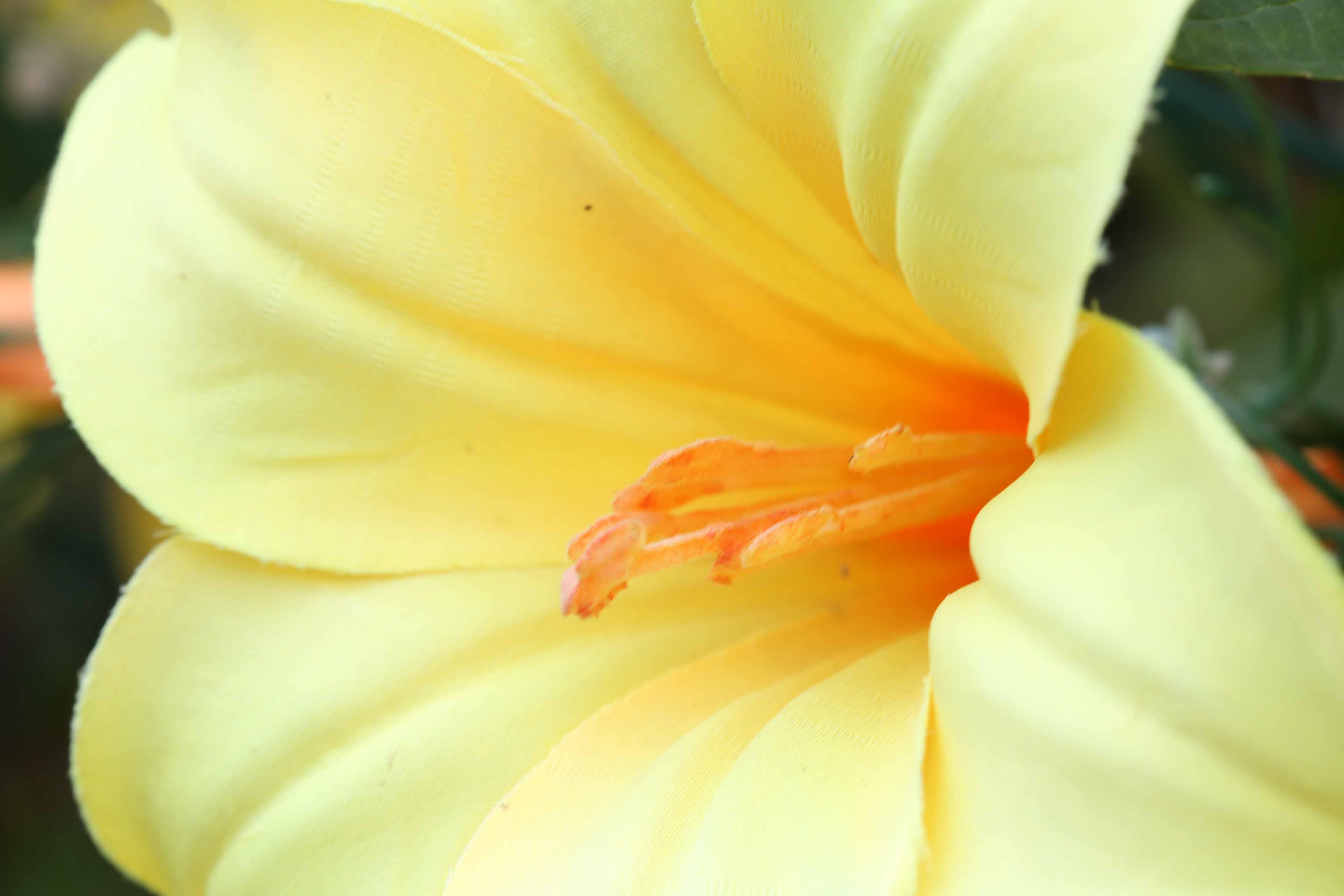 MACRO Yellow Flower.jpg