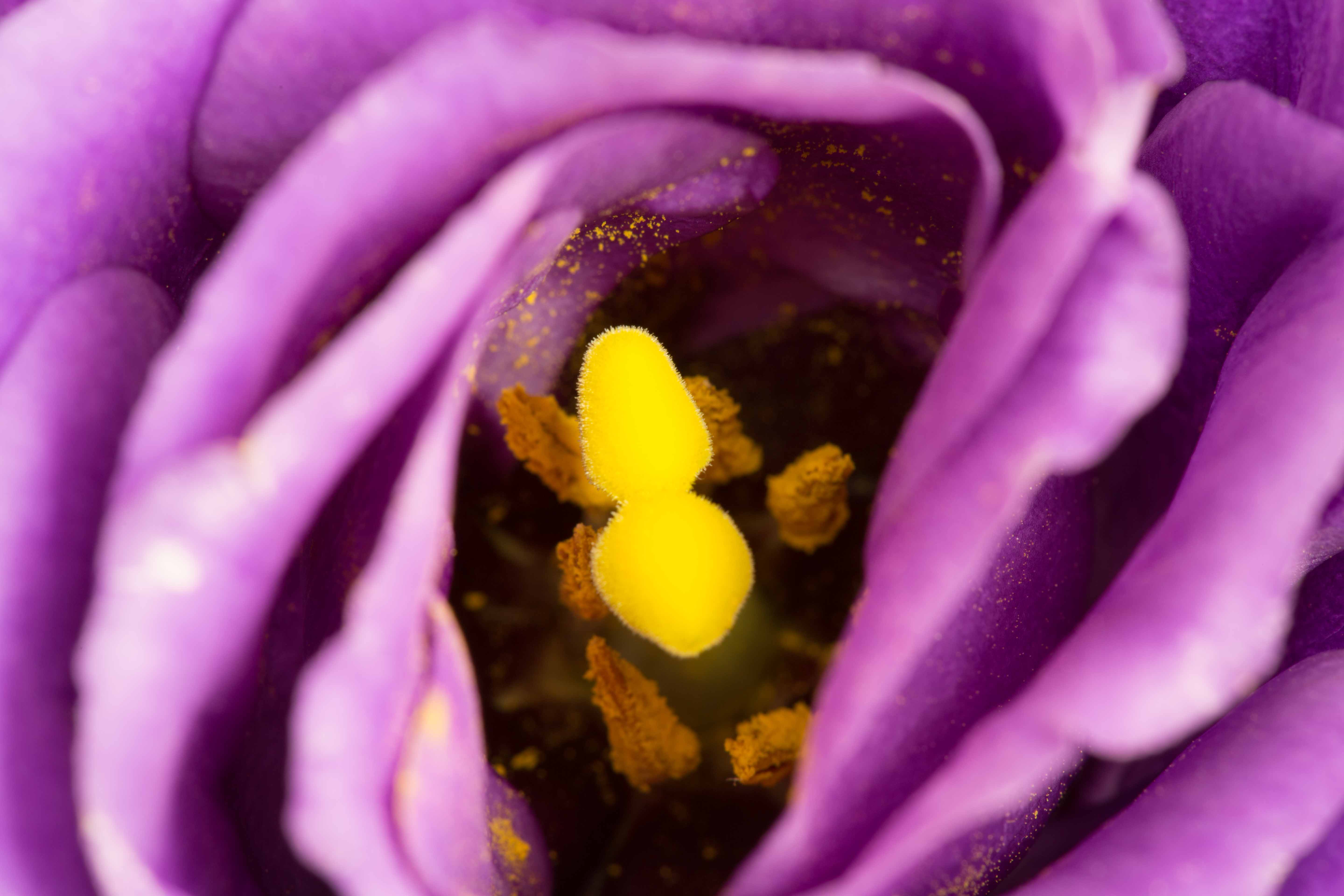 Purple flower.jpg