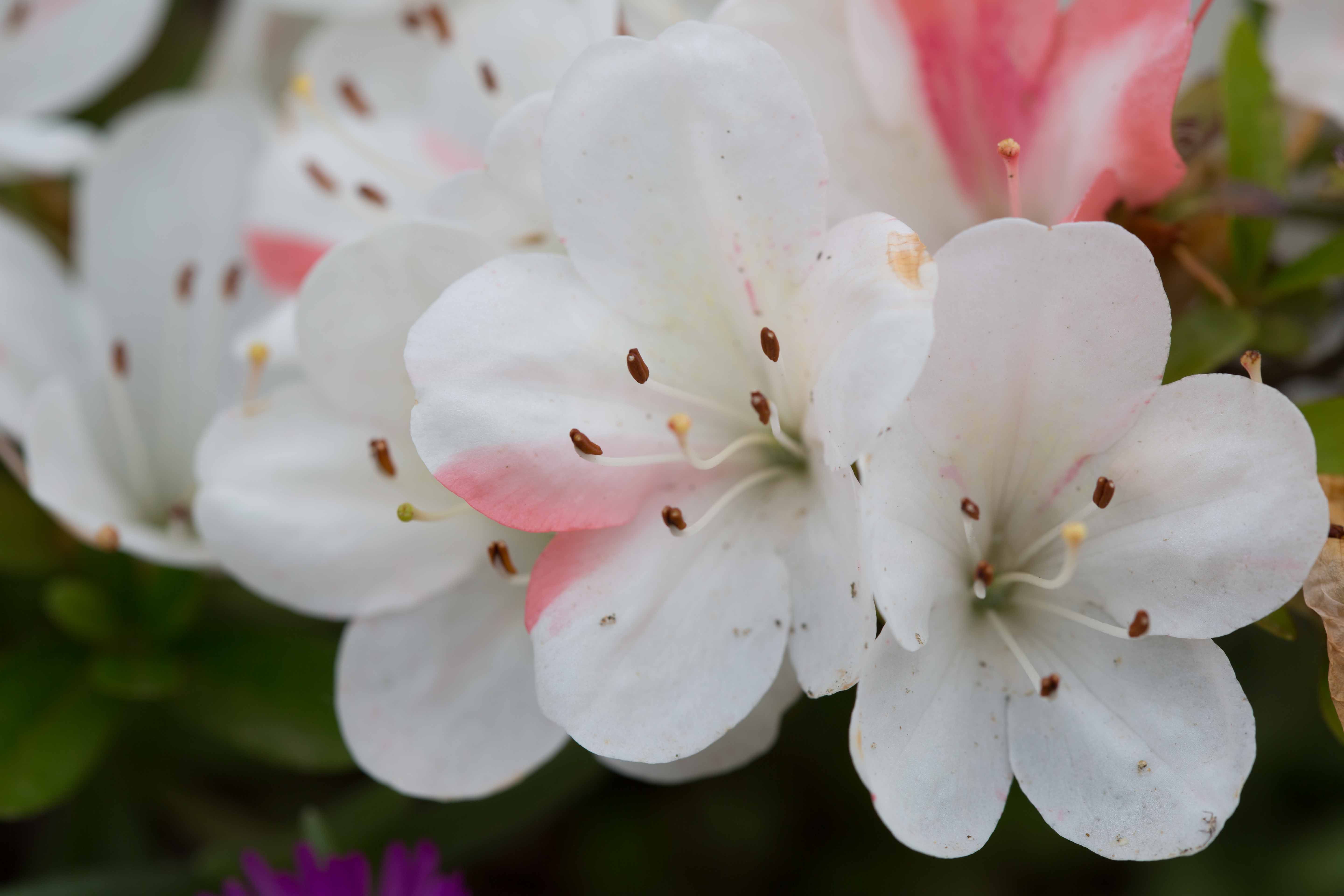 White Flowers.jpg
