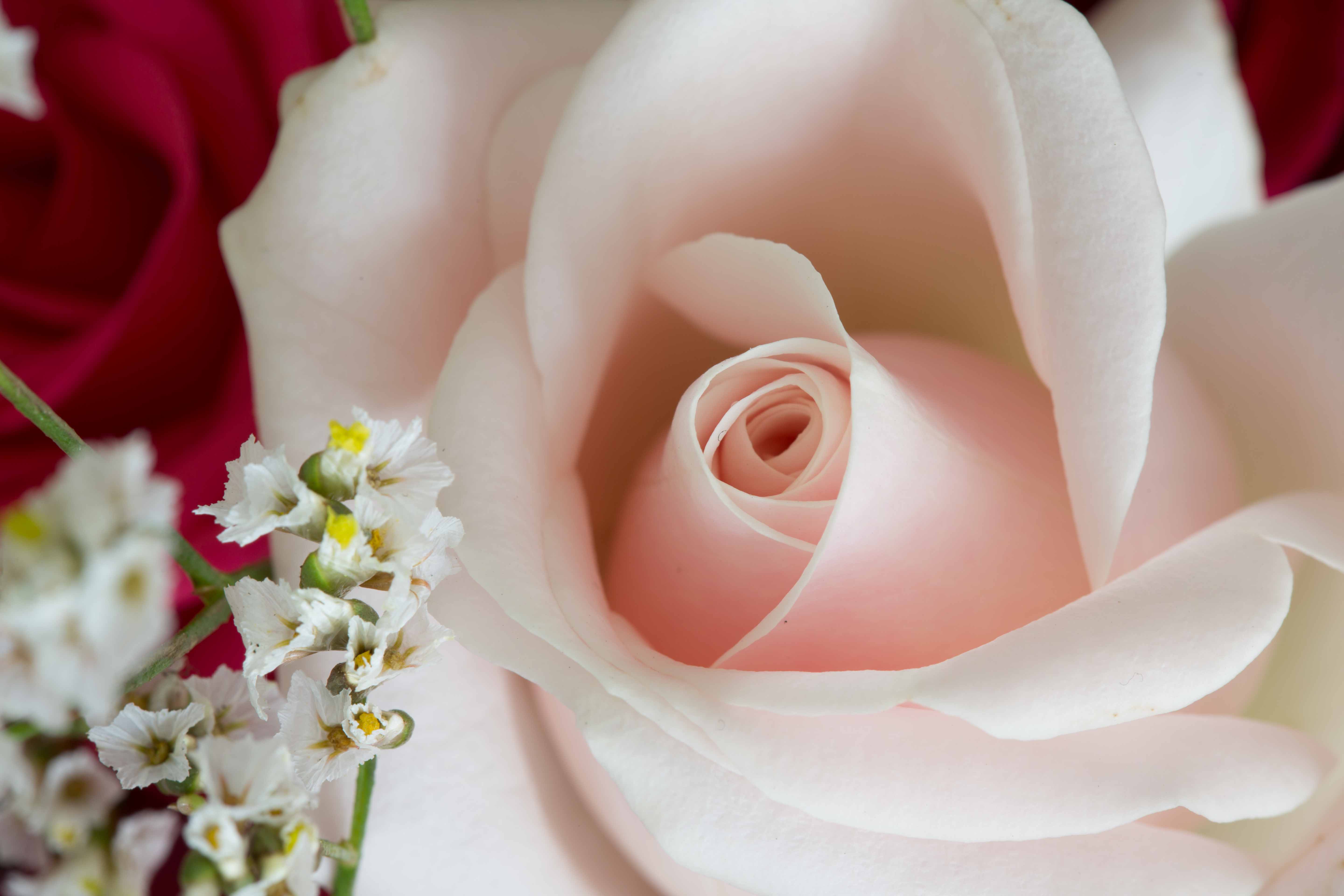Roses are red.jpg
