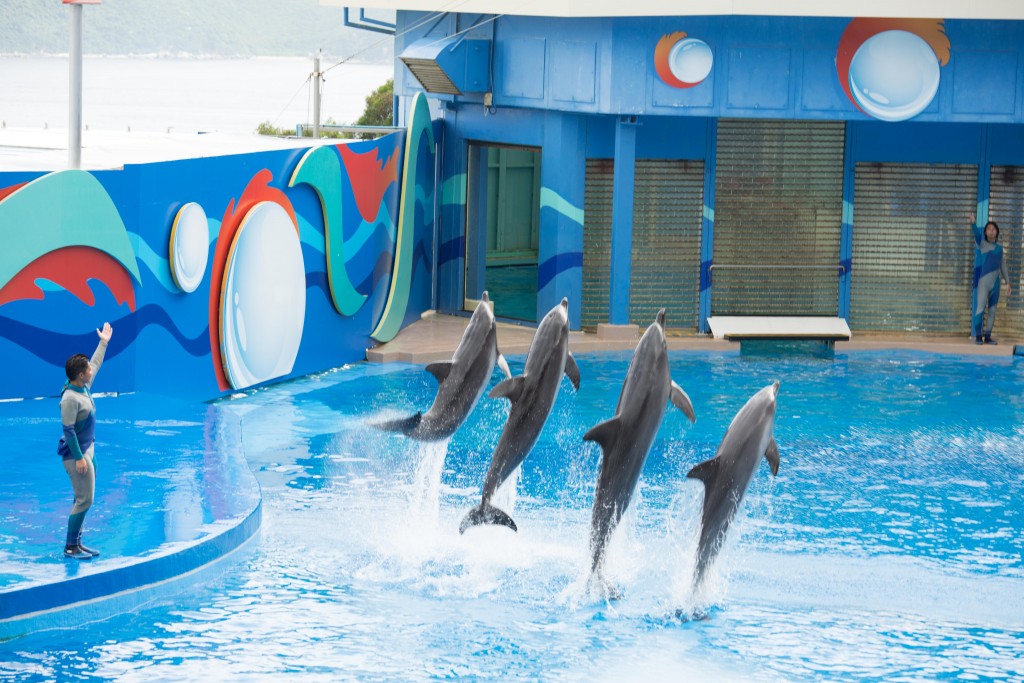 Dolphins-1