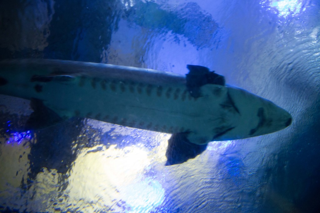 Sturgeon-1