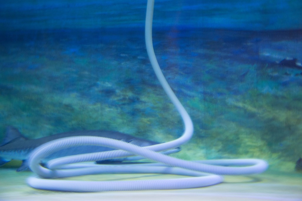 Vaccum snake-1